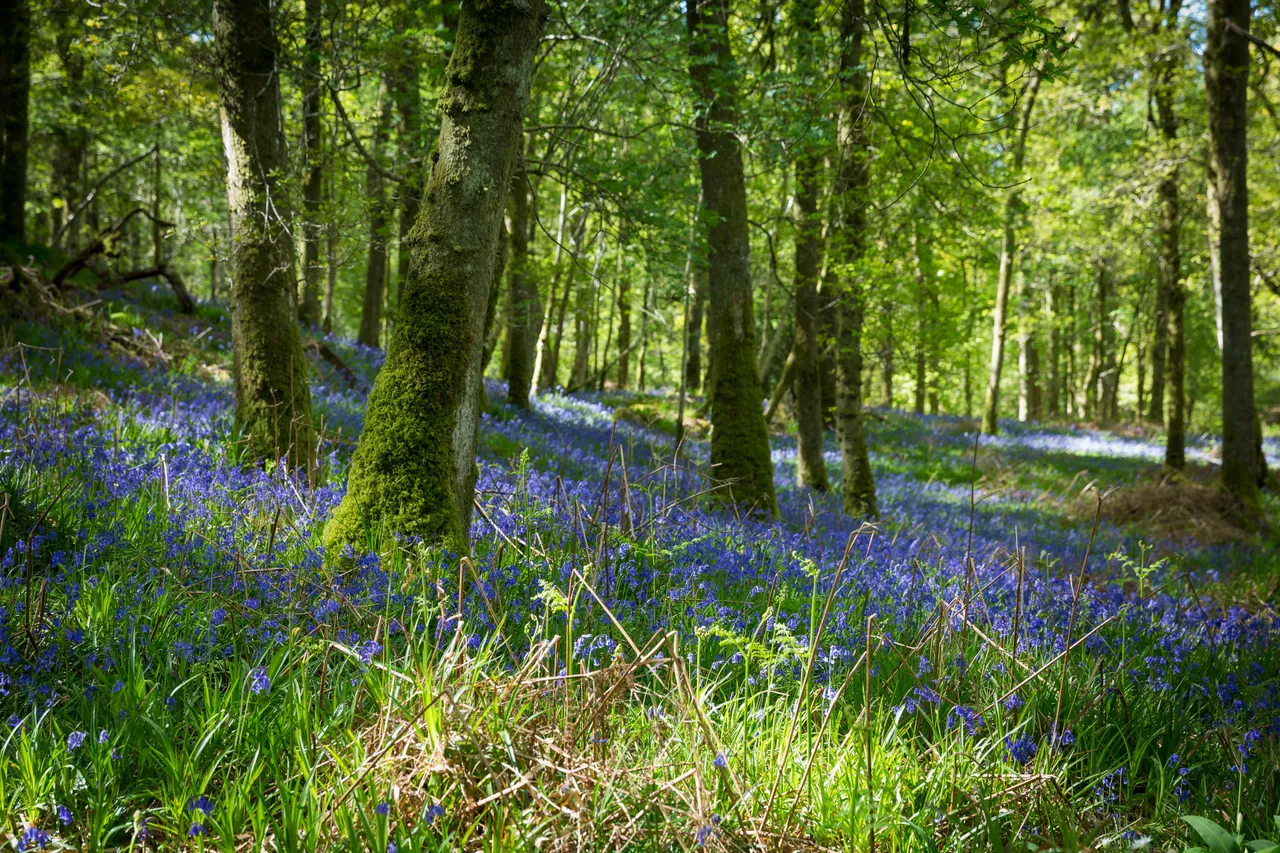 Bluebells on Inchcailloch Island