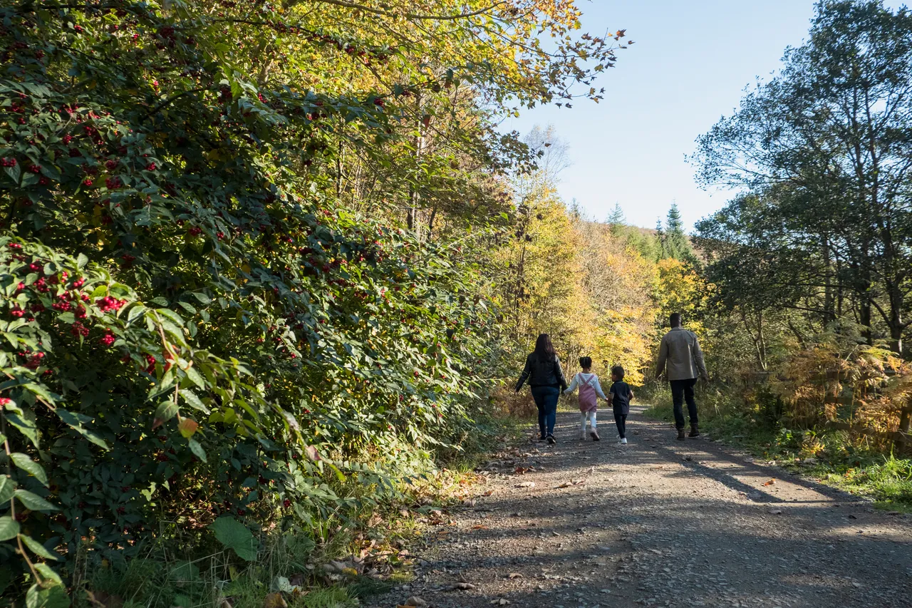 Glentress Forest