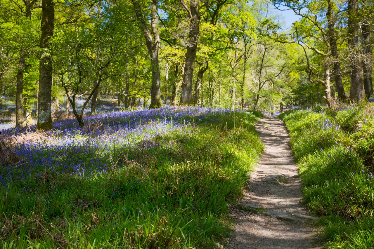 Bluebells on Inchcailloch Island