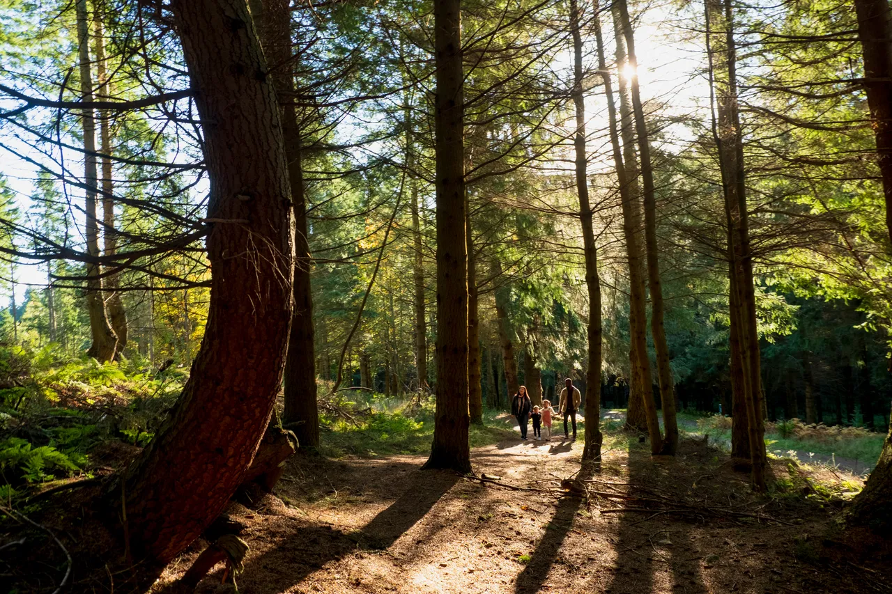 Glentress Forest