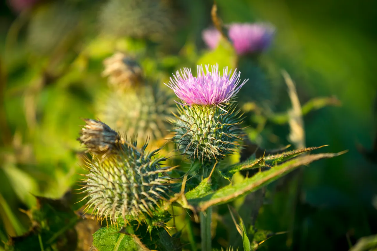 Marwick Head Nature Reserve