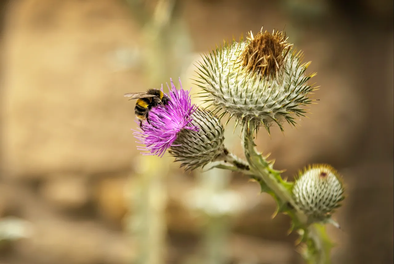 Bumblebee