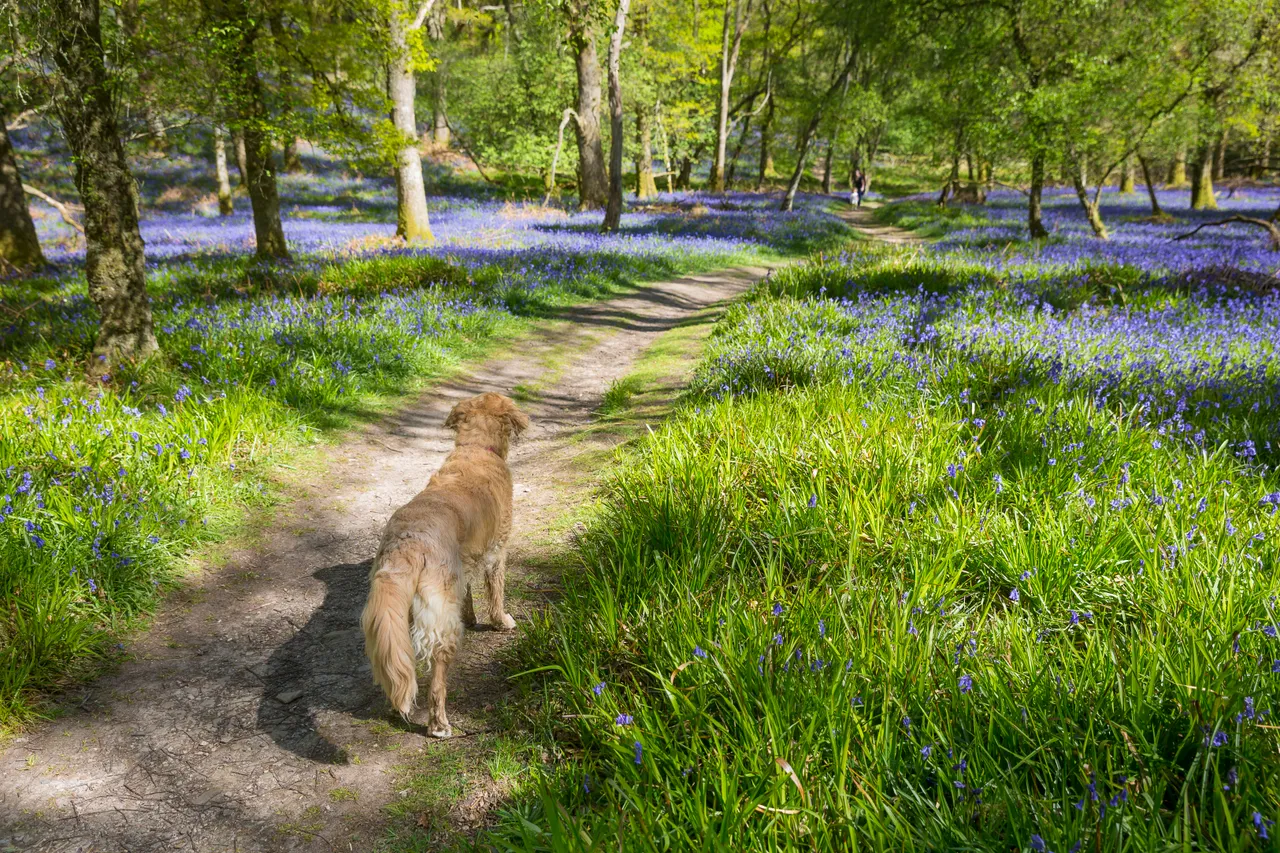 Bluebells on Inchcailloch Island