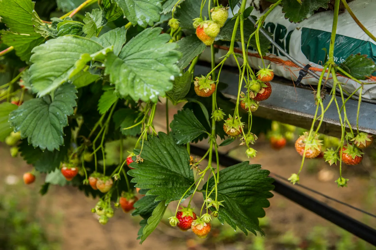 Craigies Fruit Farm