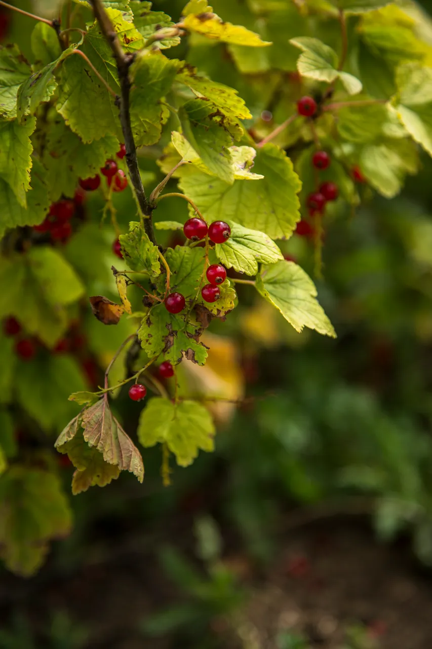 Craigies Fruit Farm