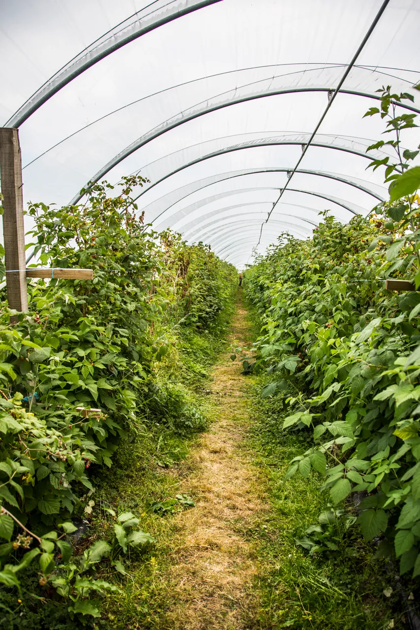 Craigies Fruit Farm