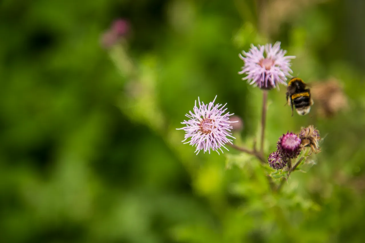 Bumblebee