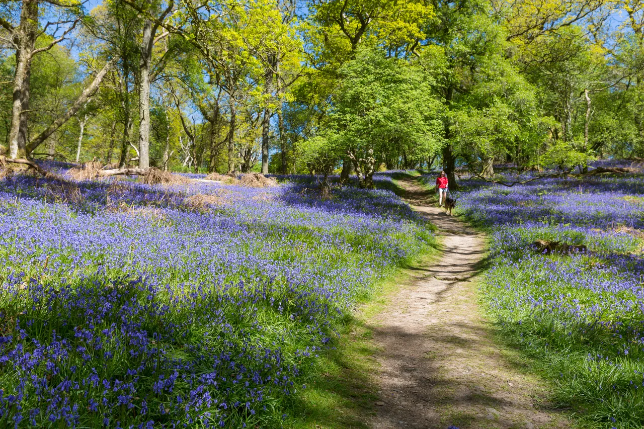 Bluebells on Inchcailloch Island