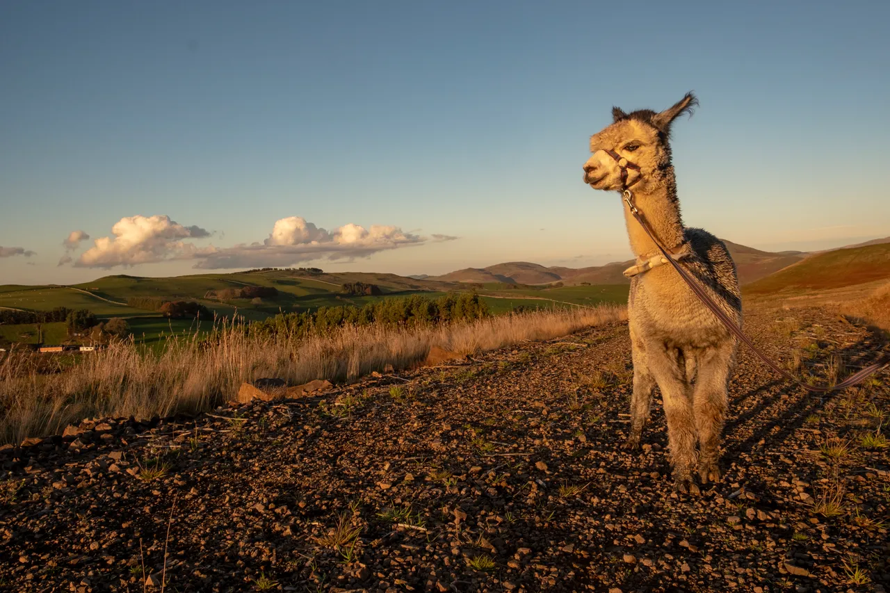 Beirhope Alpacas