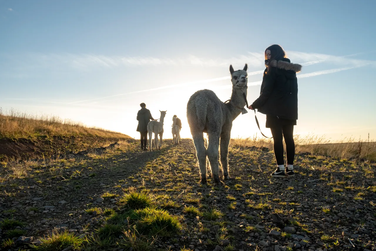 Beirhope Alpacas