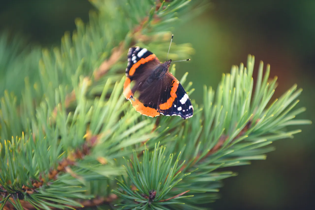 Red Admiral (Vanessa atalanta)