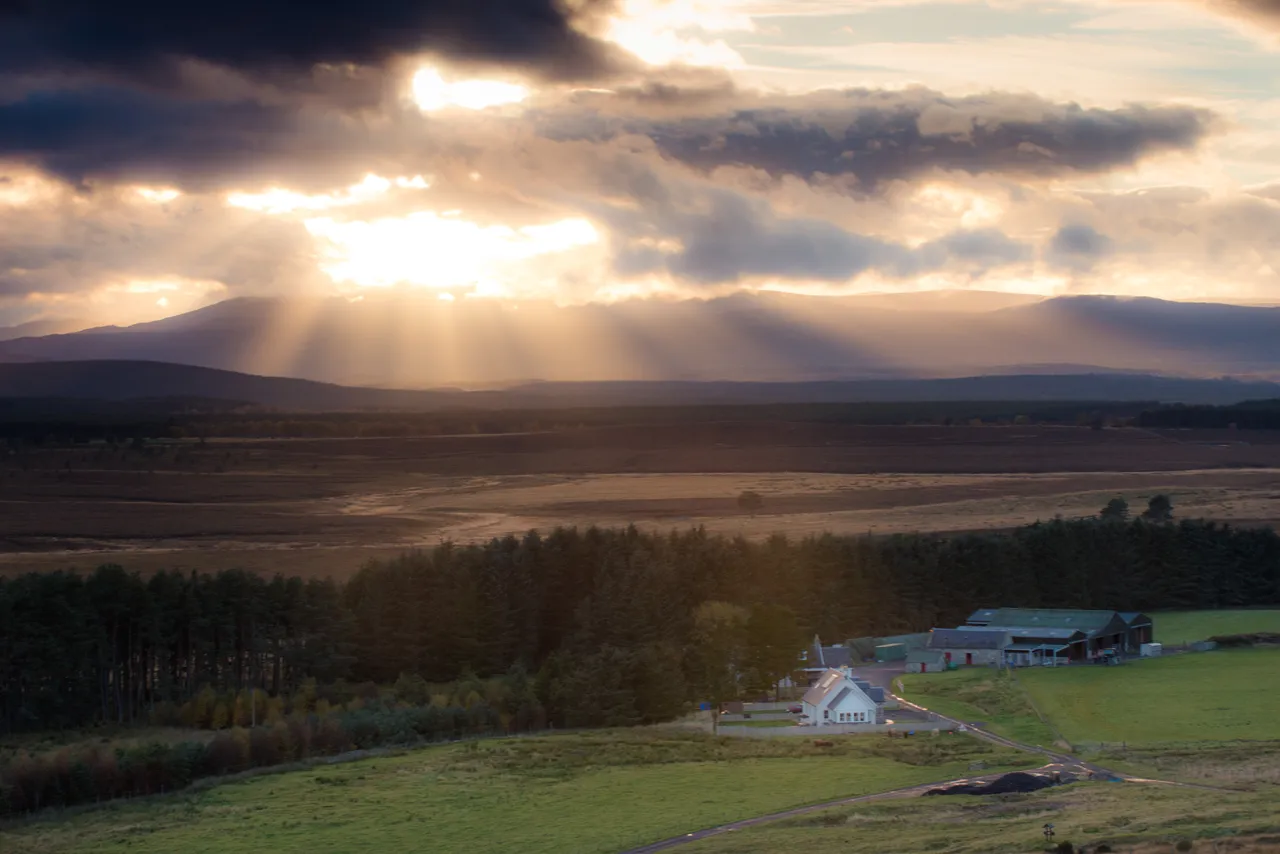 Abernethy Forest