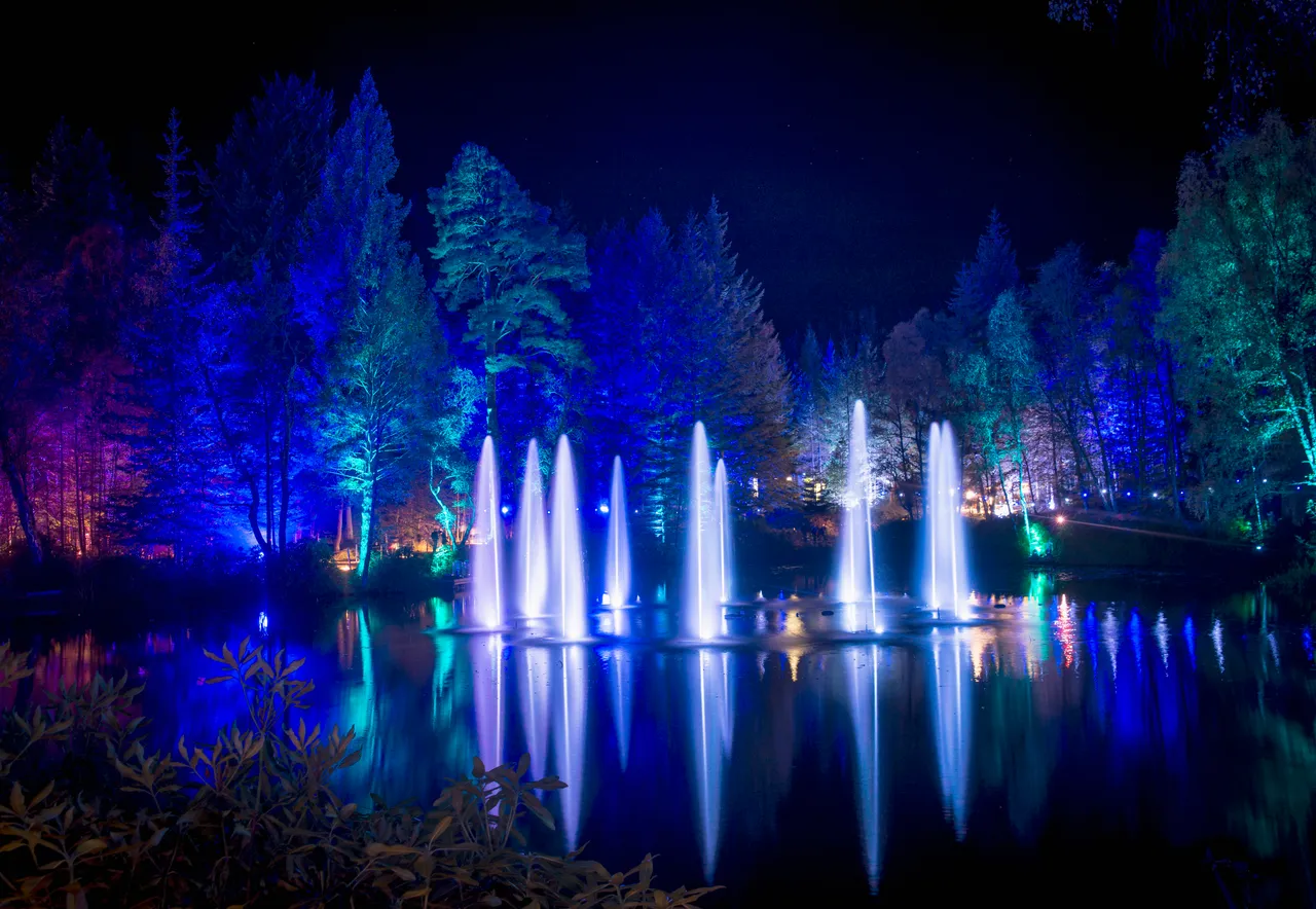 Enchanted Forest