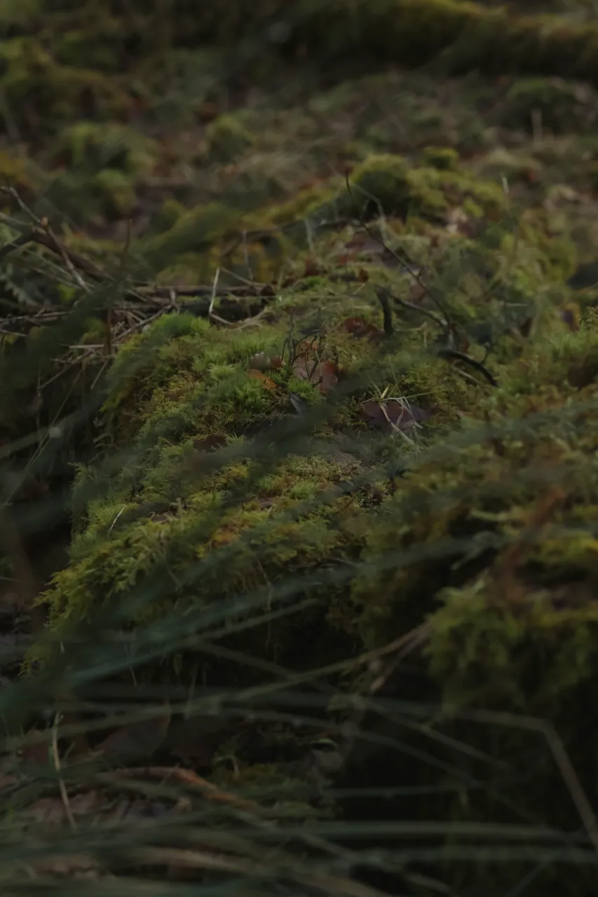 Damp moss