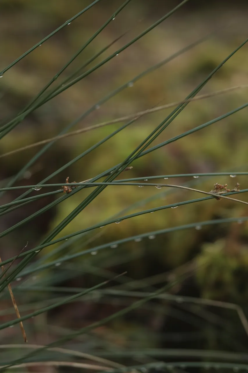 Grass