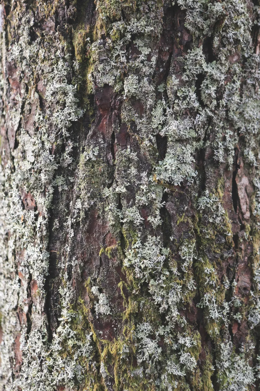 Tree-Dwelling Lichens