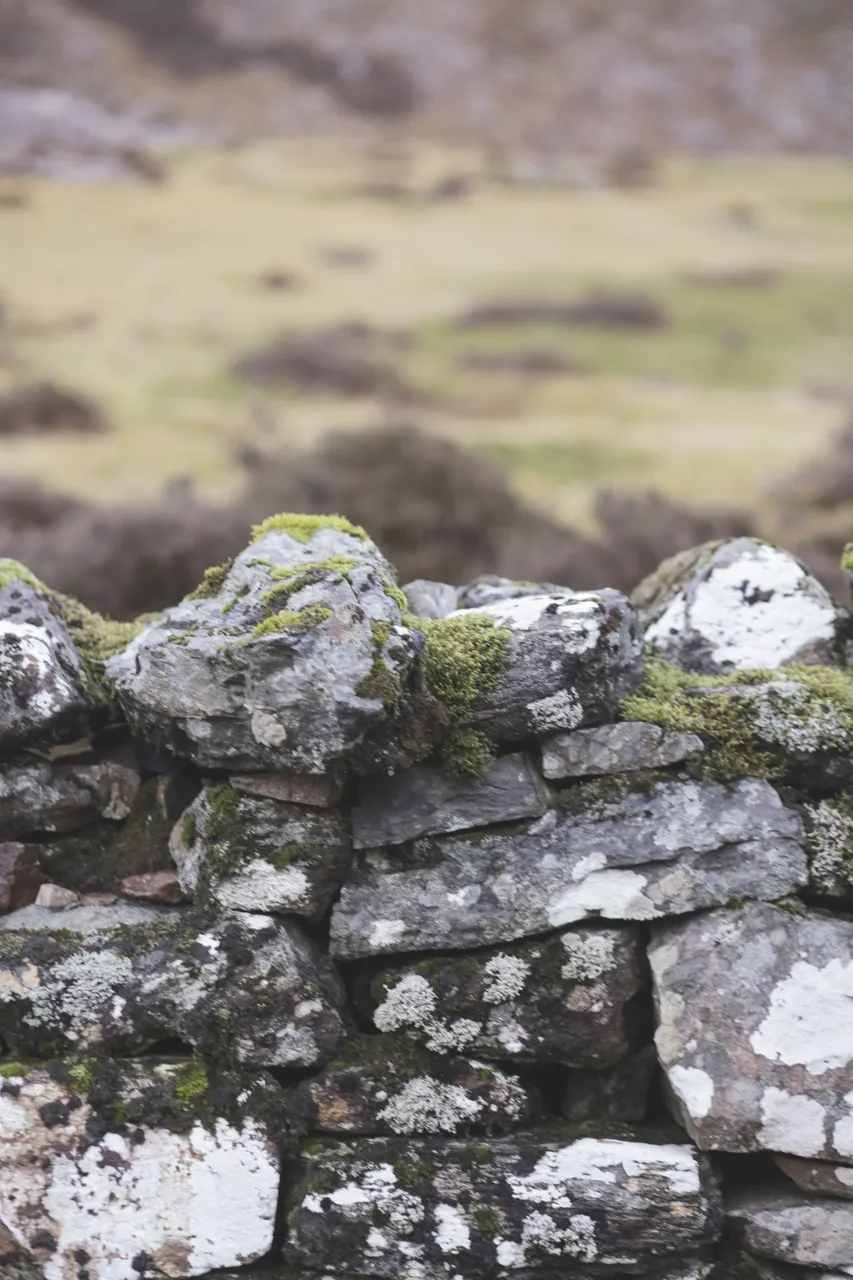 Moss-covered rocks