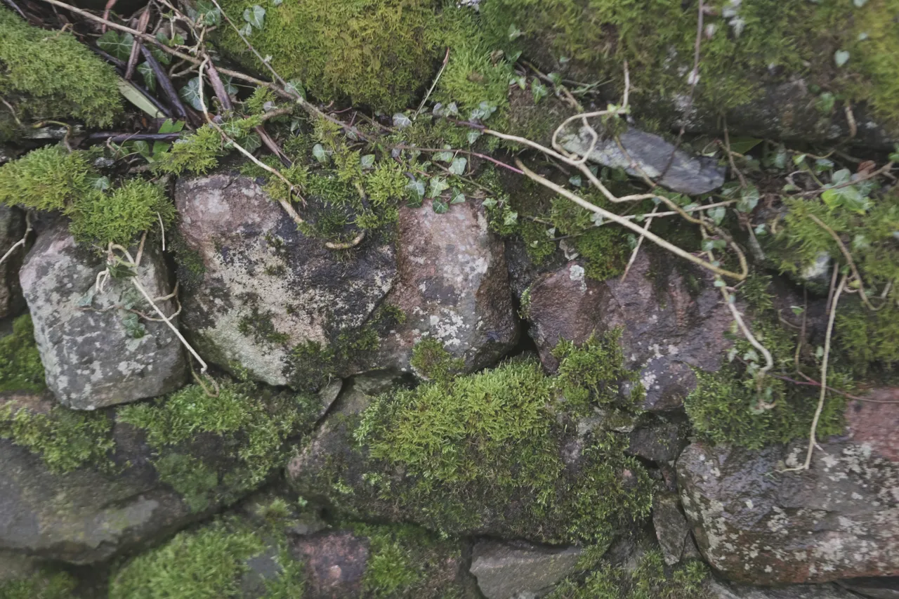 Moss-covered rocks