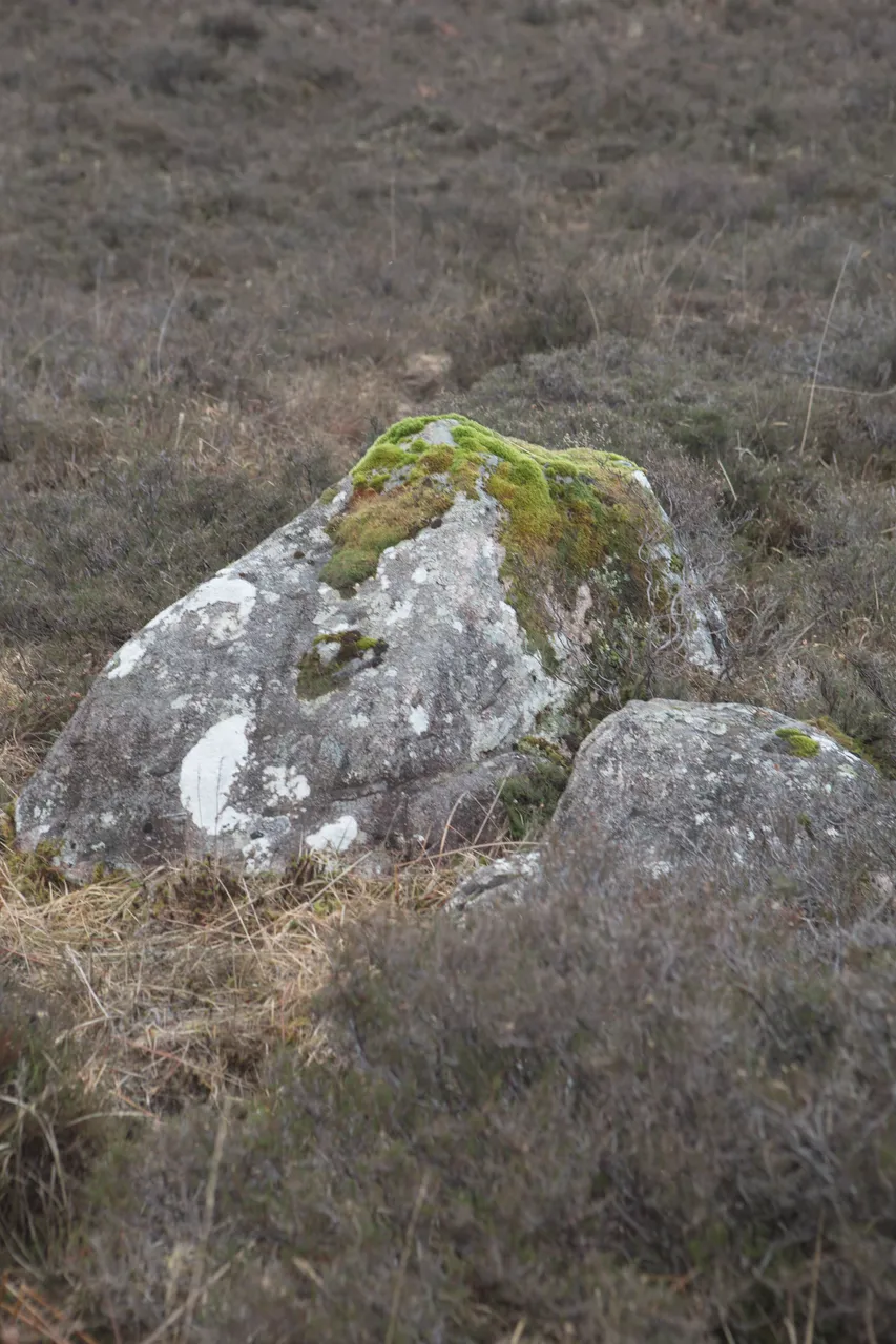 Moss-covered rocks