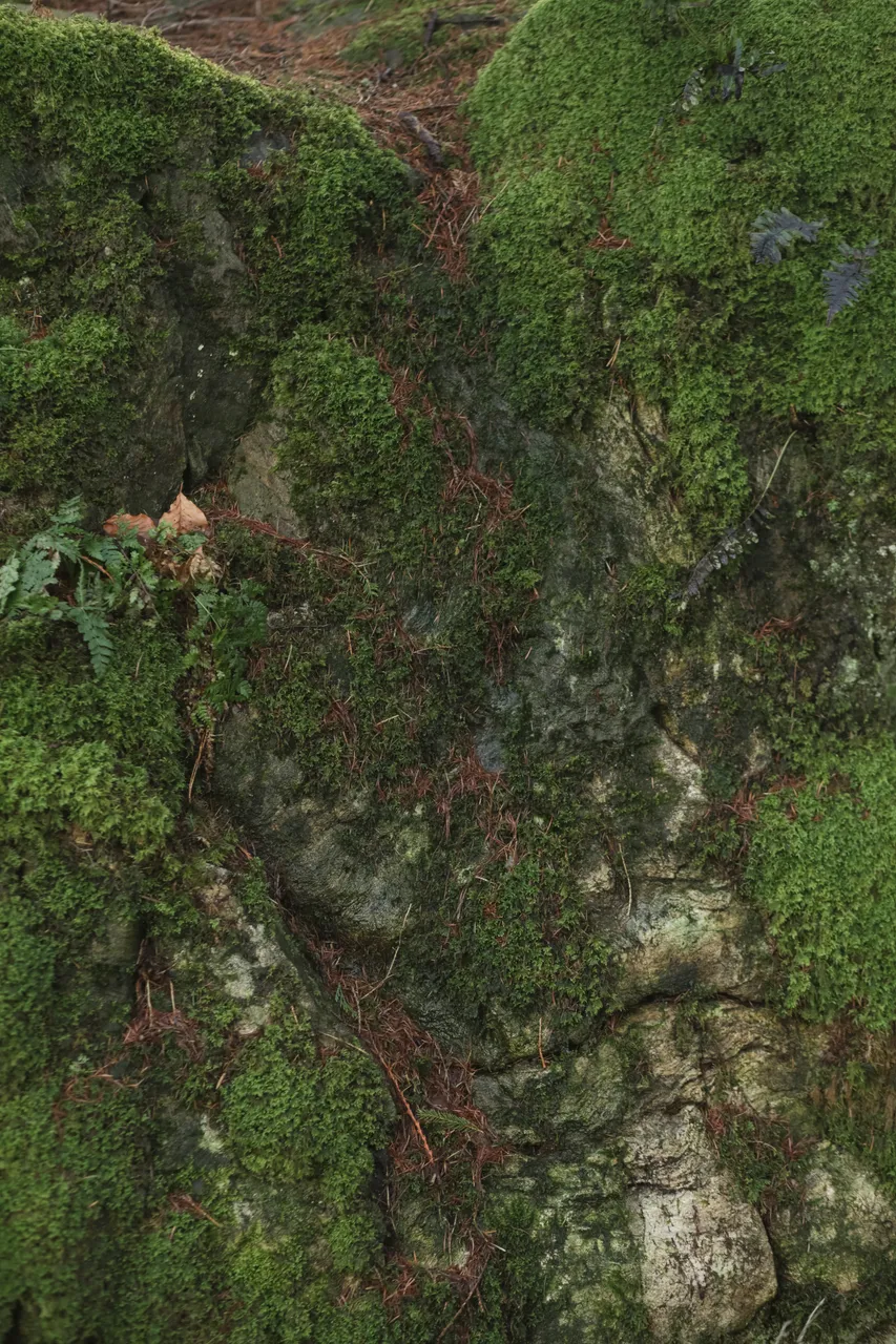 Damp moss
