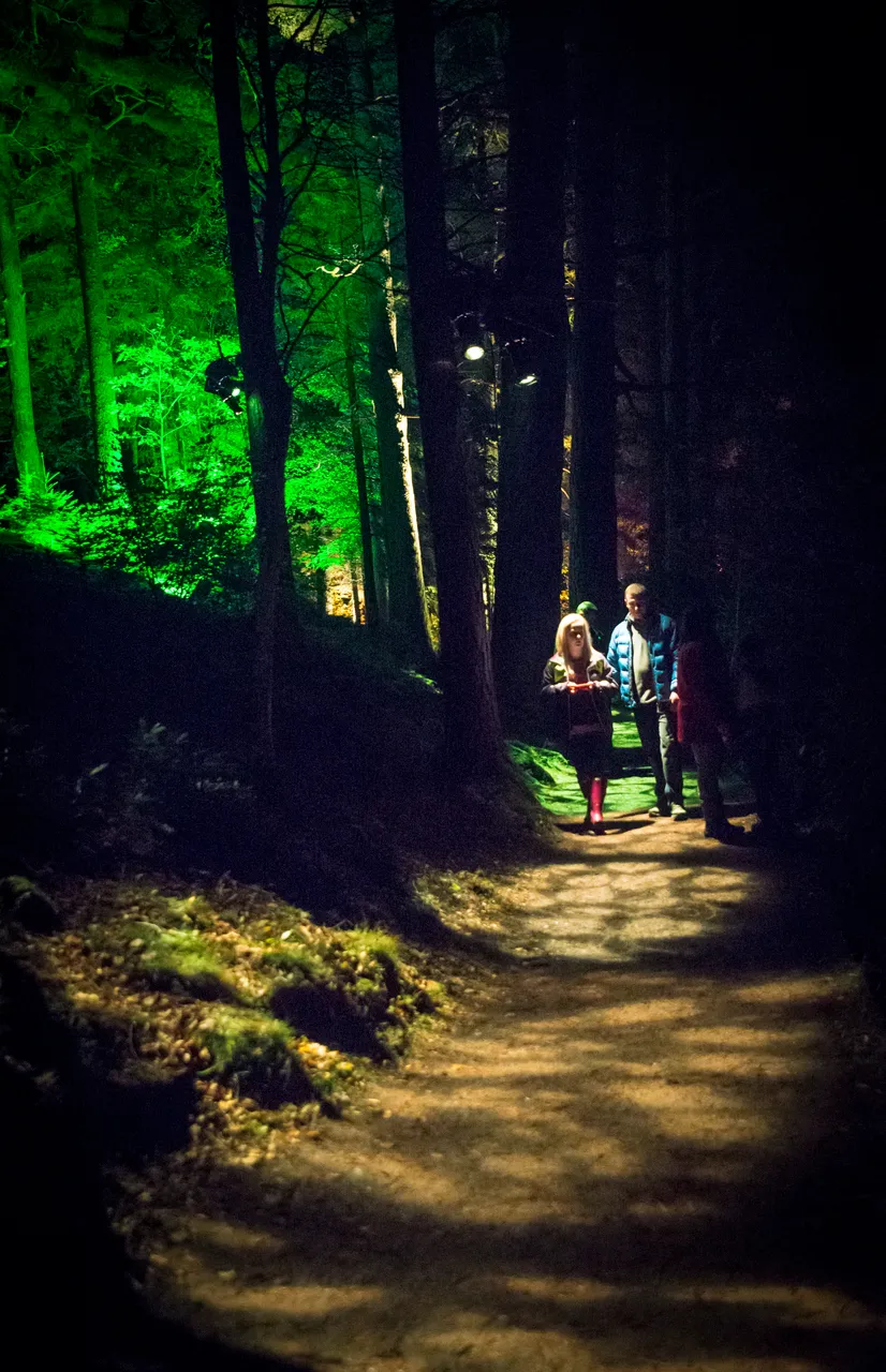 Enchanted Forest