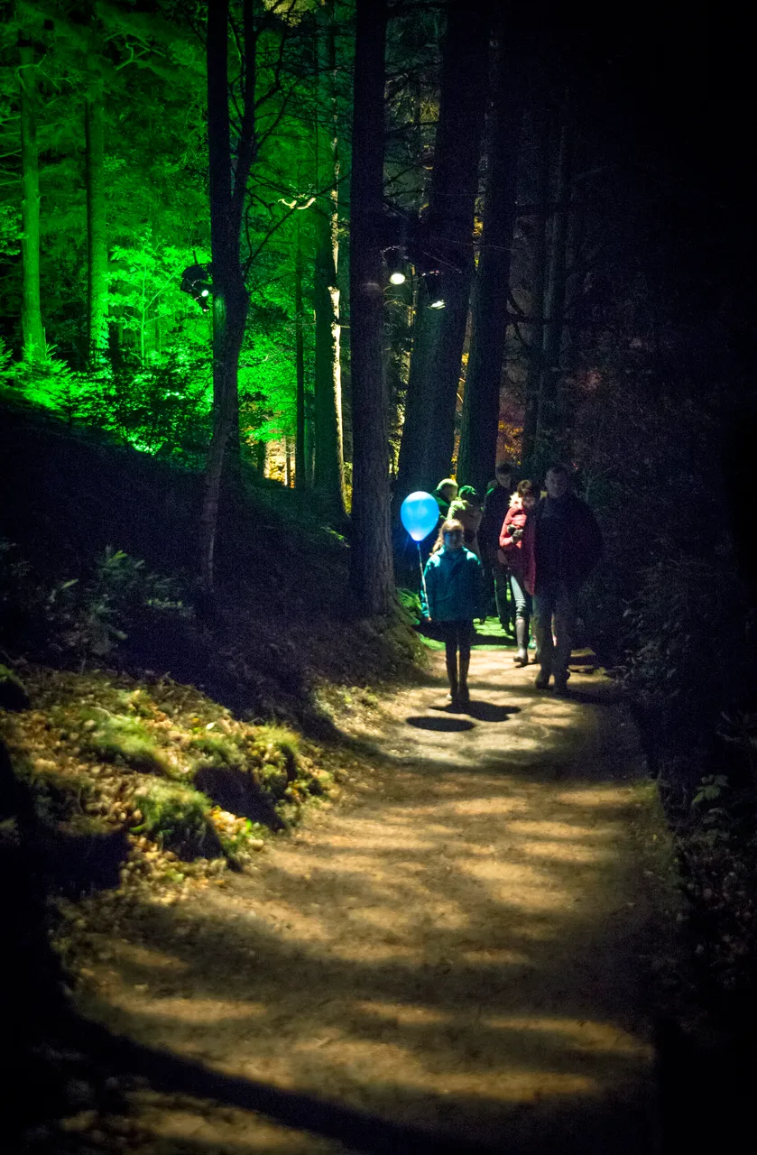 Enchanted Forest