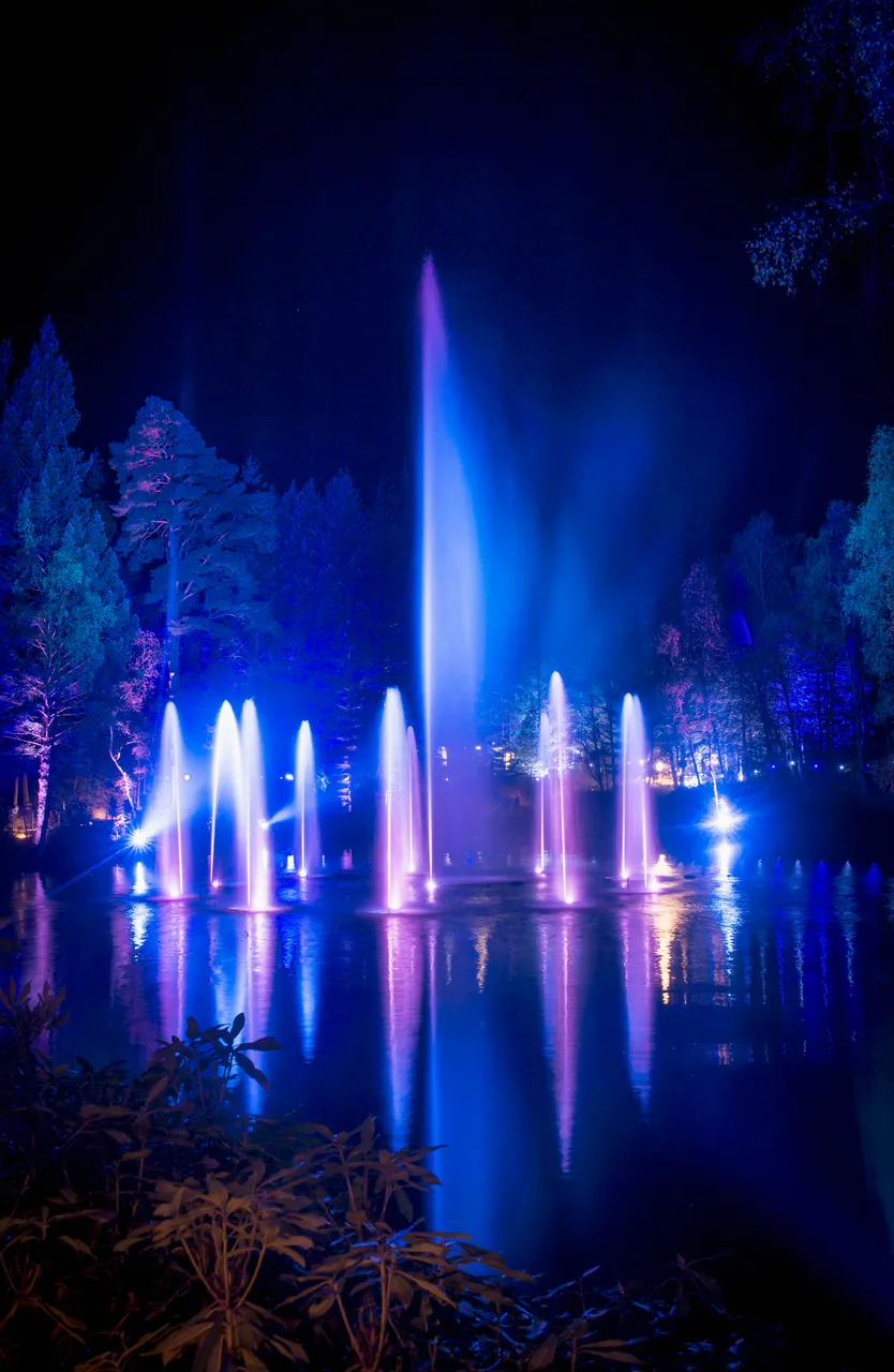 Enchanted Forest