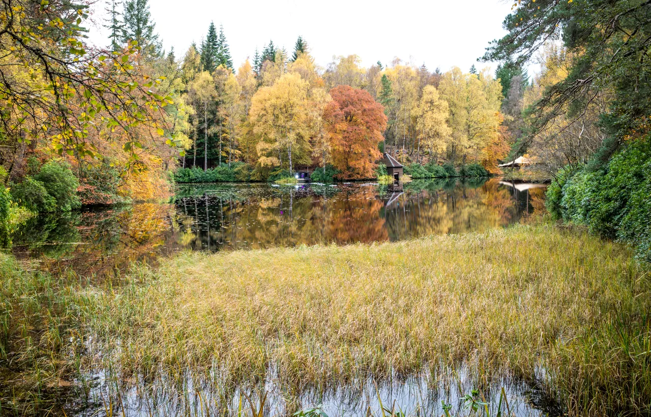 Faskally Wood