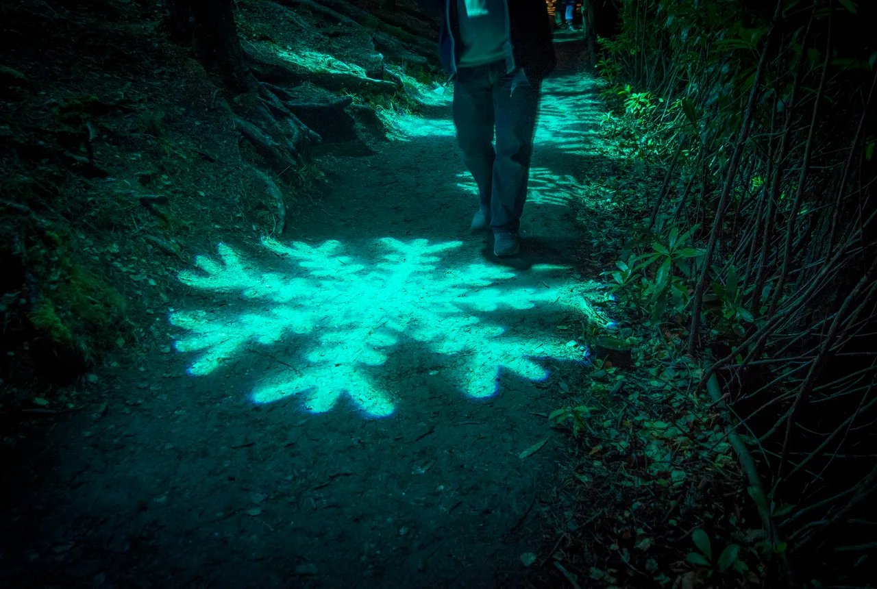Enchanted Forest