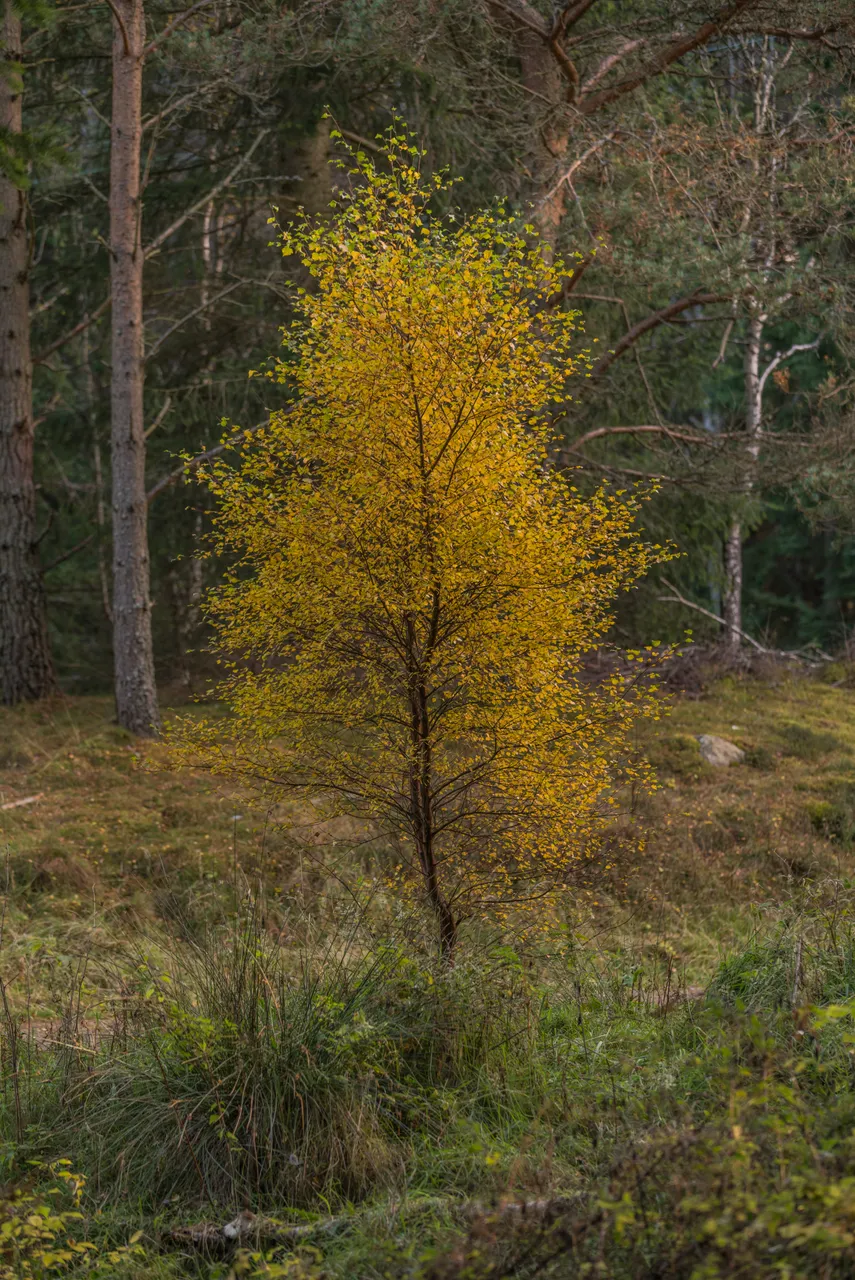 Mar Lodge Estate