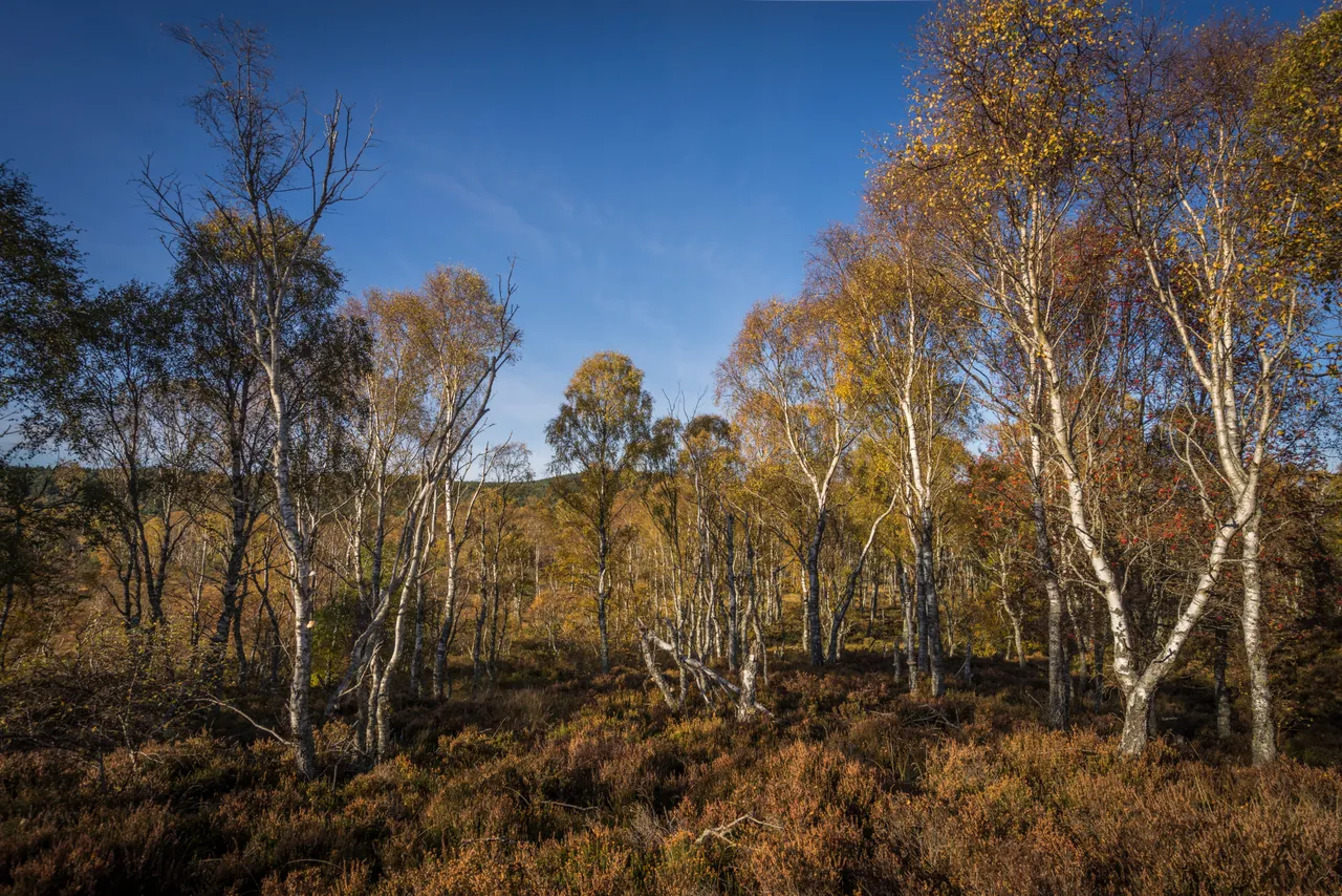 Deeside Way