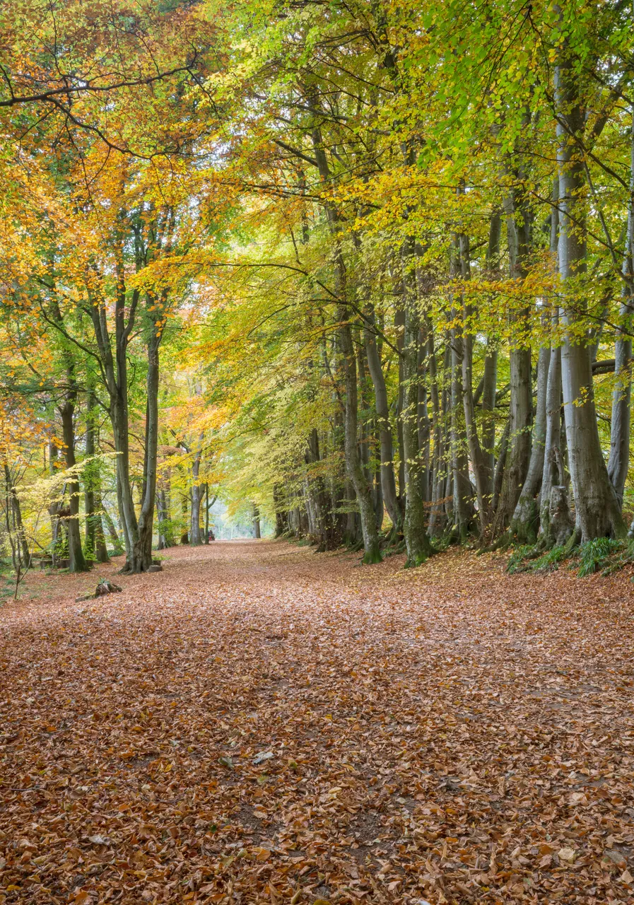 Lady Mary’s Walk
