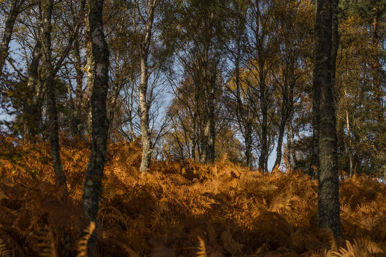 Deeside Way