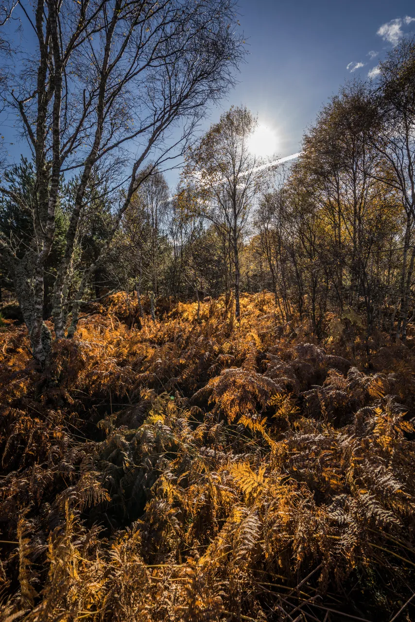Deeside Way