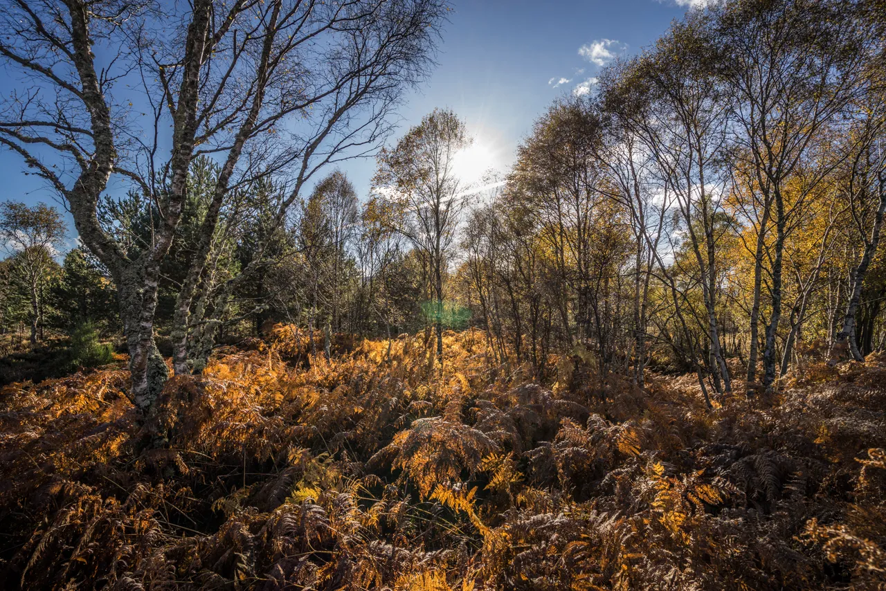 Deeside Way