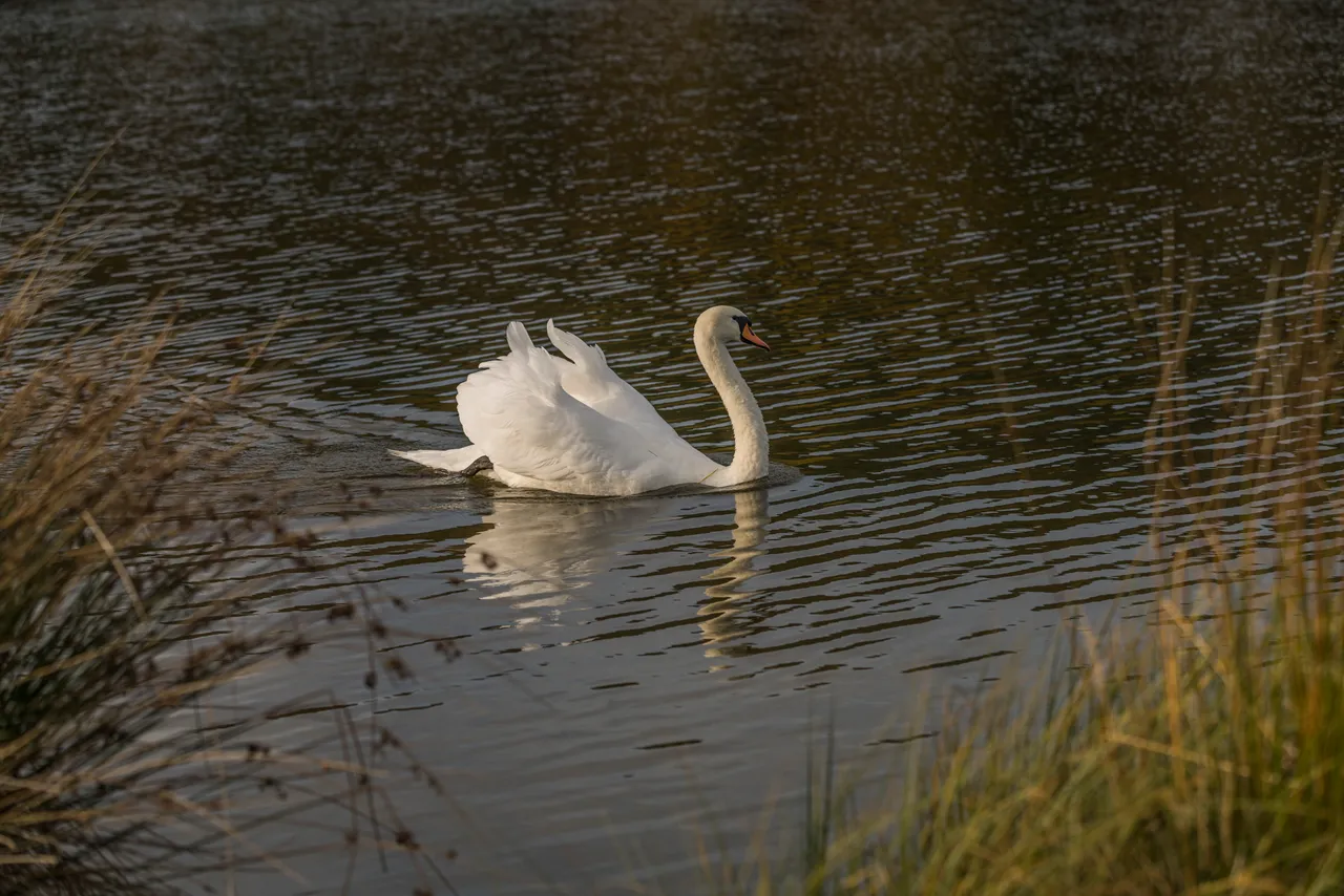 Swan