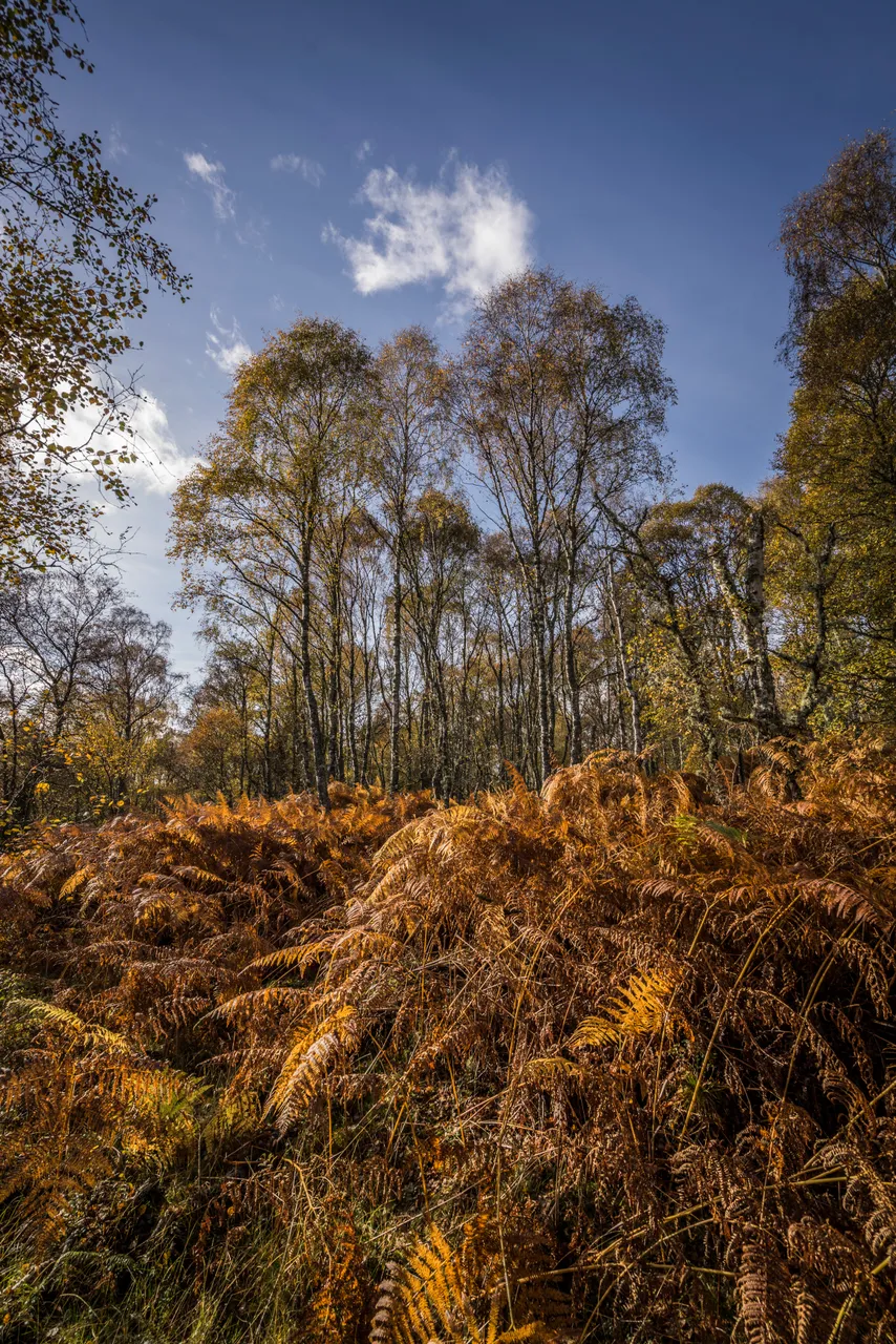 Deeside Way