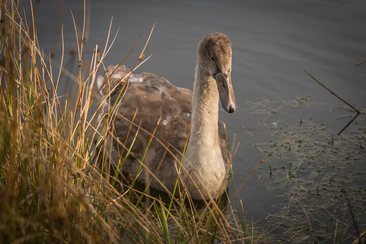 Signet Swan