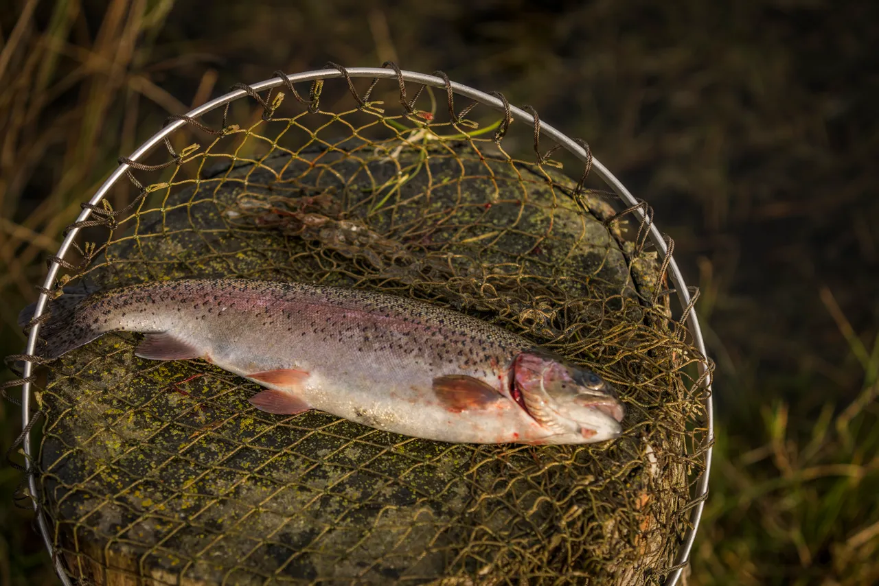 Tullich Fishery