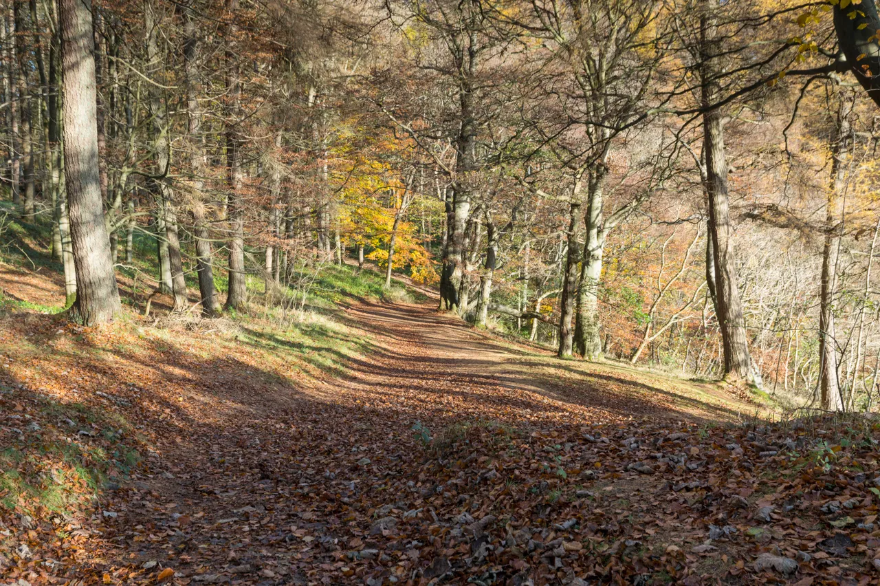 Kinnoull Hill Woodland Park