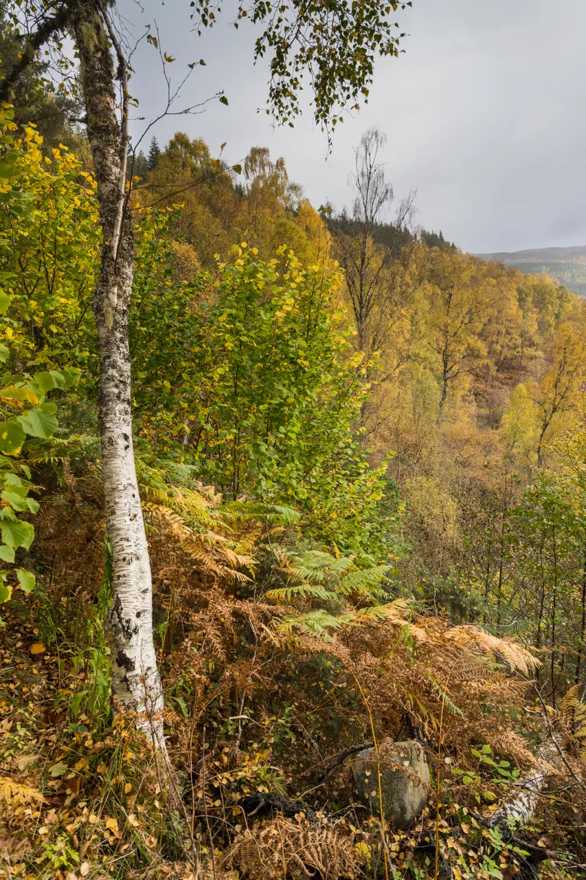 Glen Affric