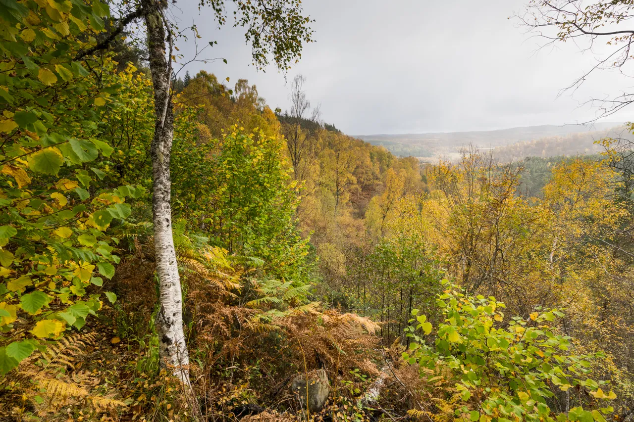 Glen Affric