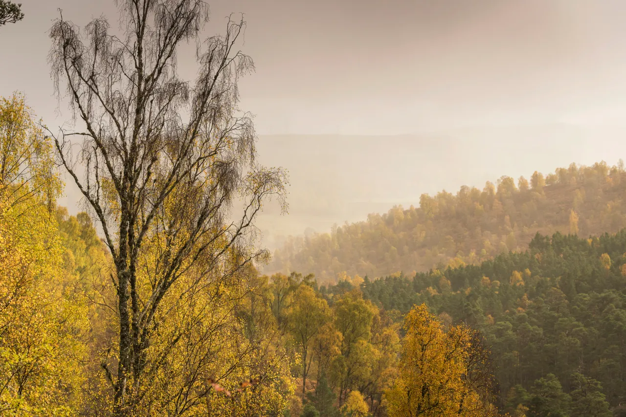 Glen Affric
