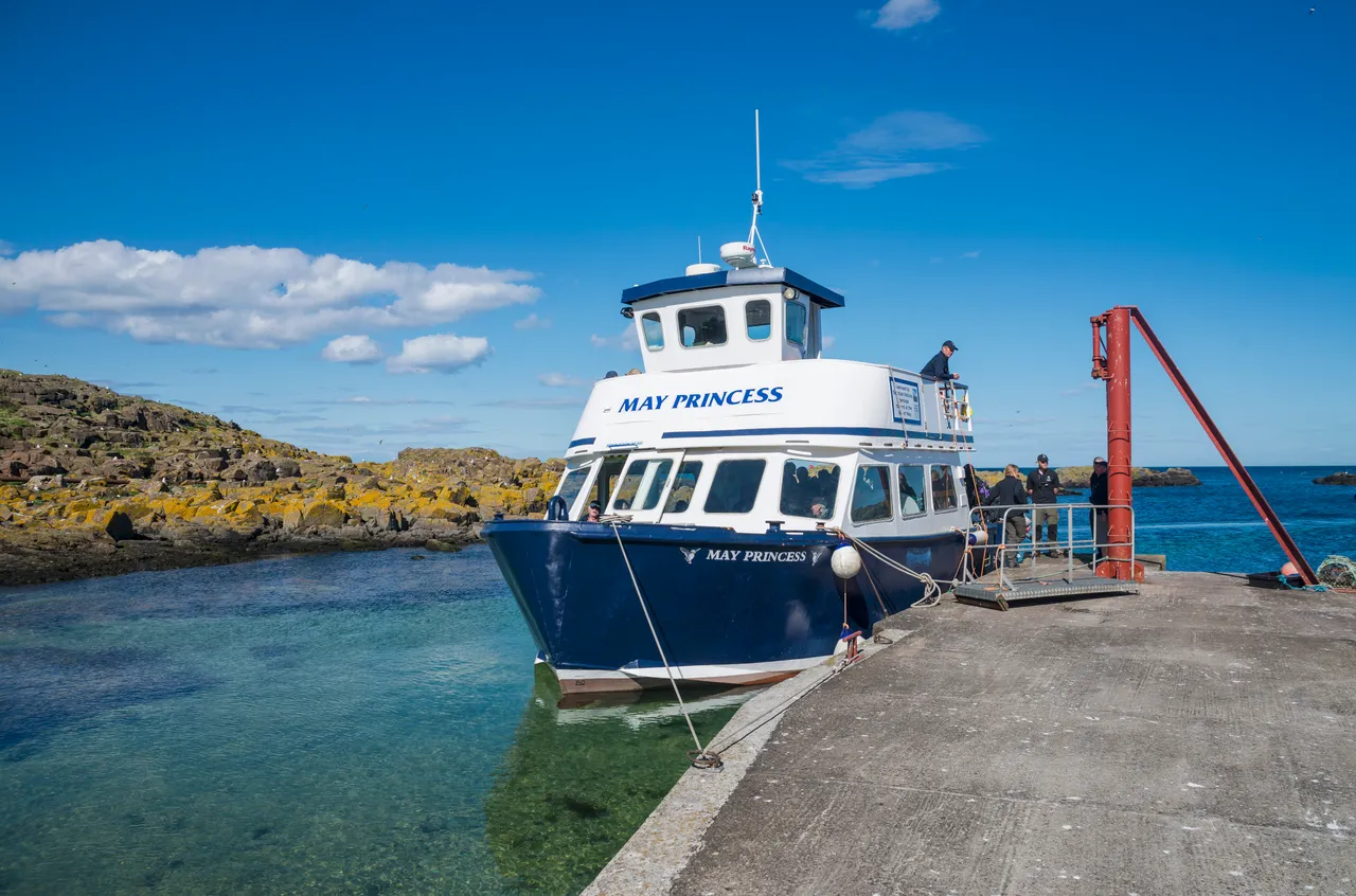 Isle of May Birdwatching Tour