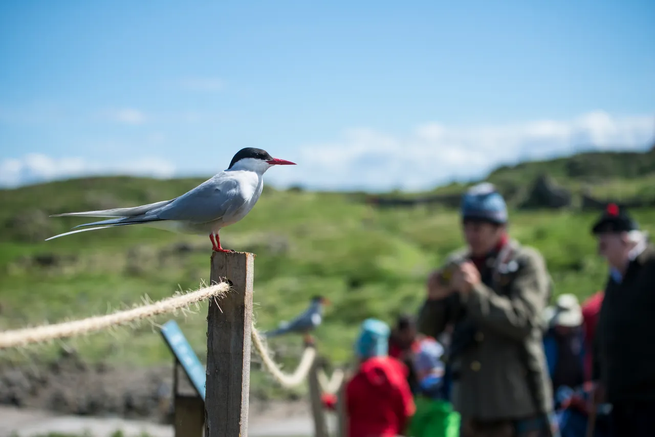 Arctic Tern