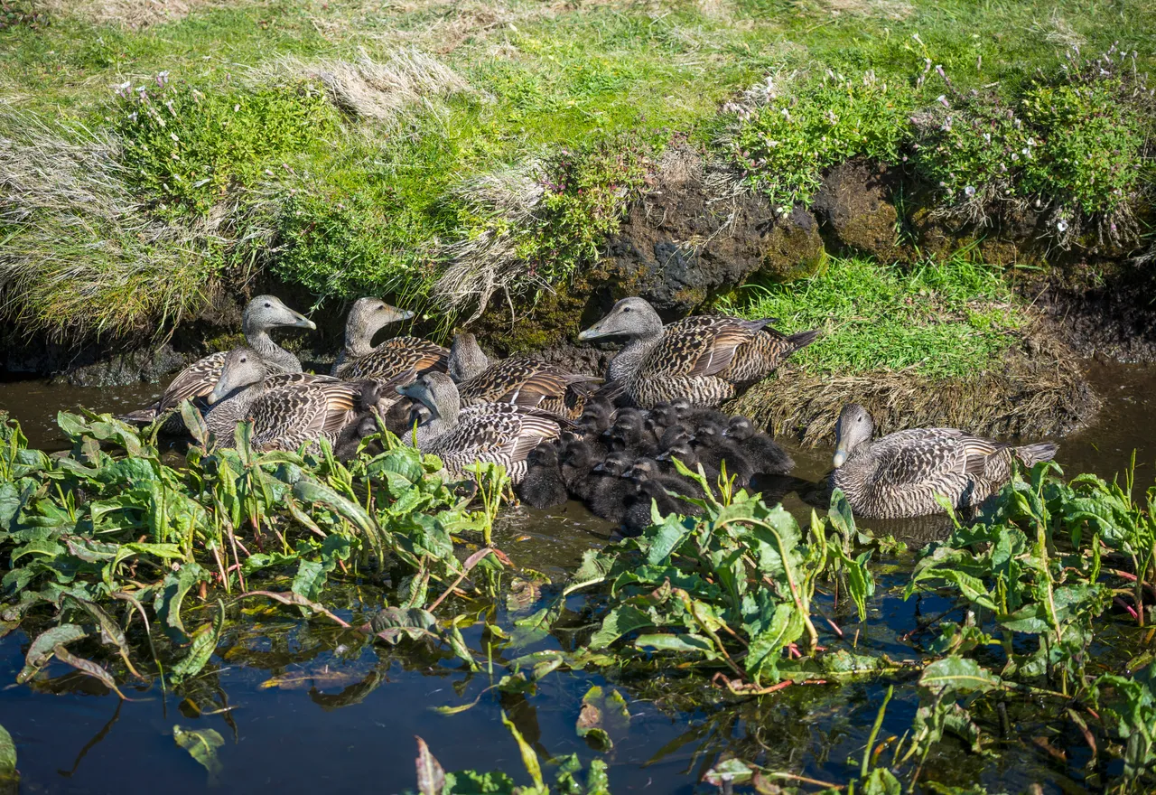 Eider Ducks