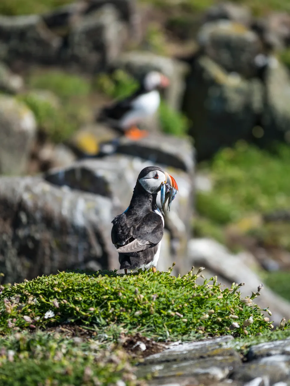 Isle of May National Nature Reserve