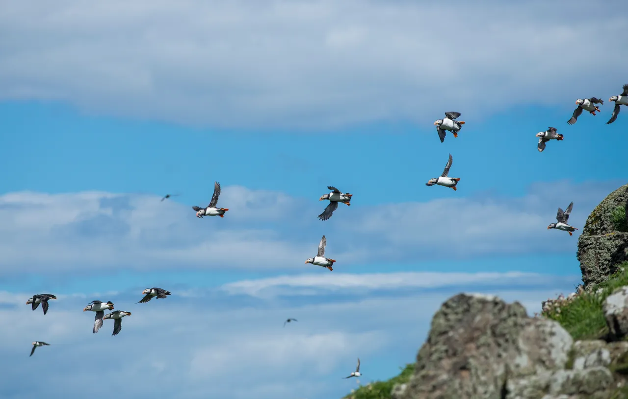 Isle of May National Nature Reserve