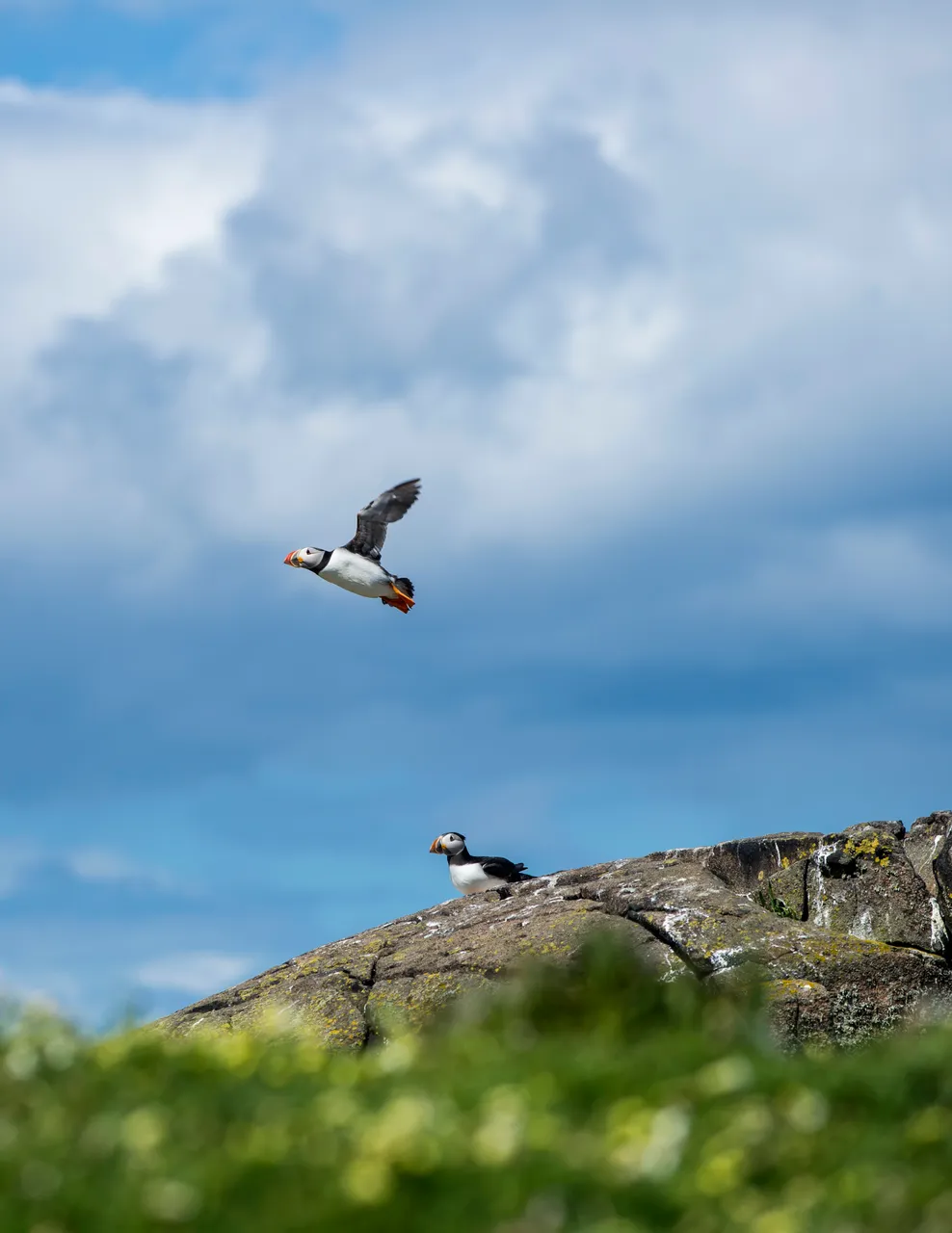 Isle of May National Nature Reserve