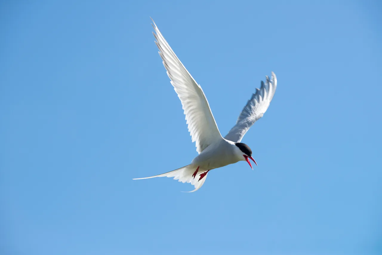Arctic Tern